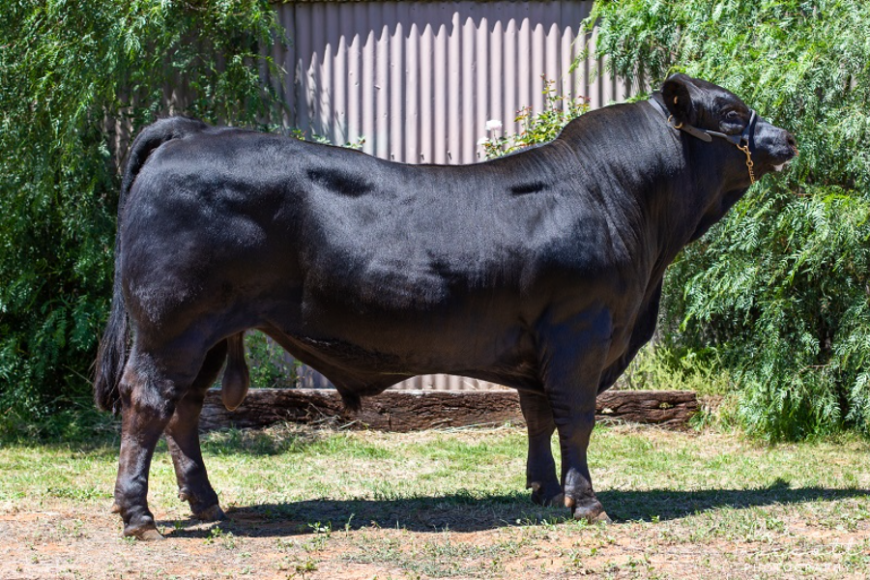 SA SELECT LIMOUSIN BREEDERS BULL SALE