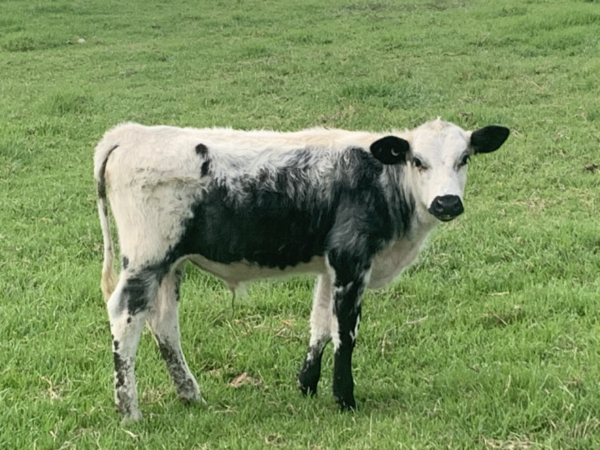 30 Beef X Calves