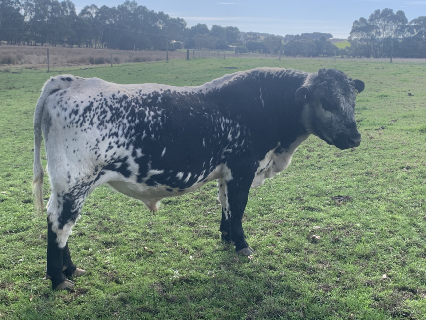 Speckle Park Bull