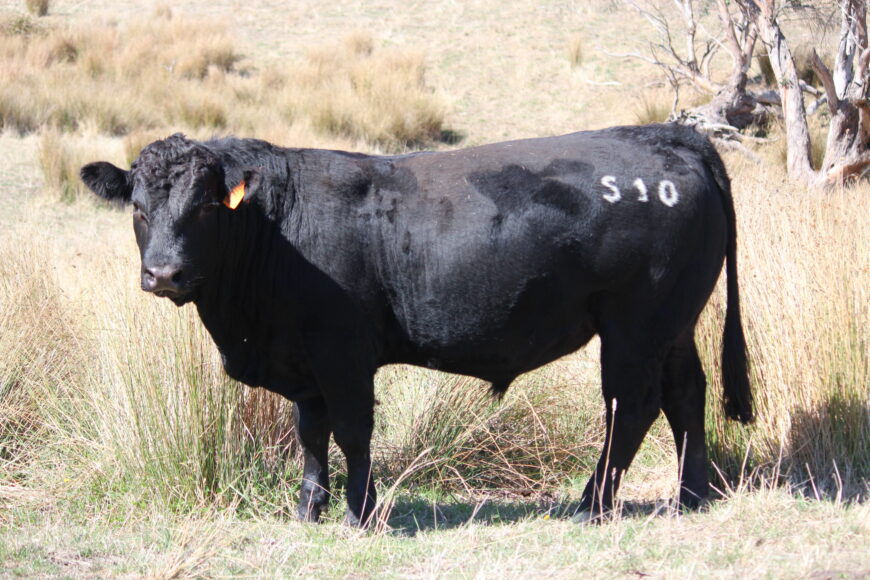 Stud Registered Limousin Bulls