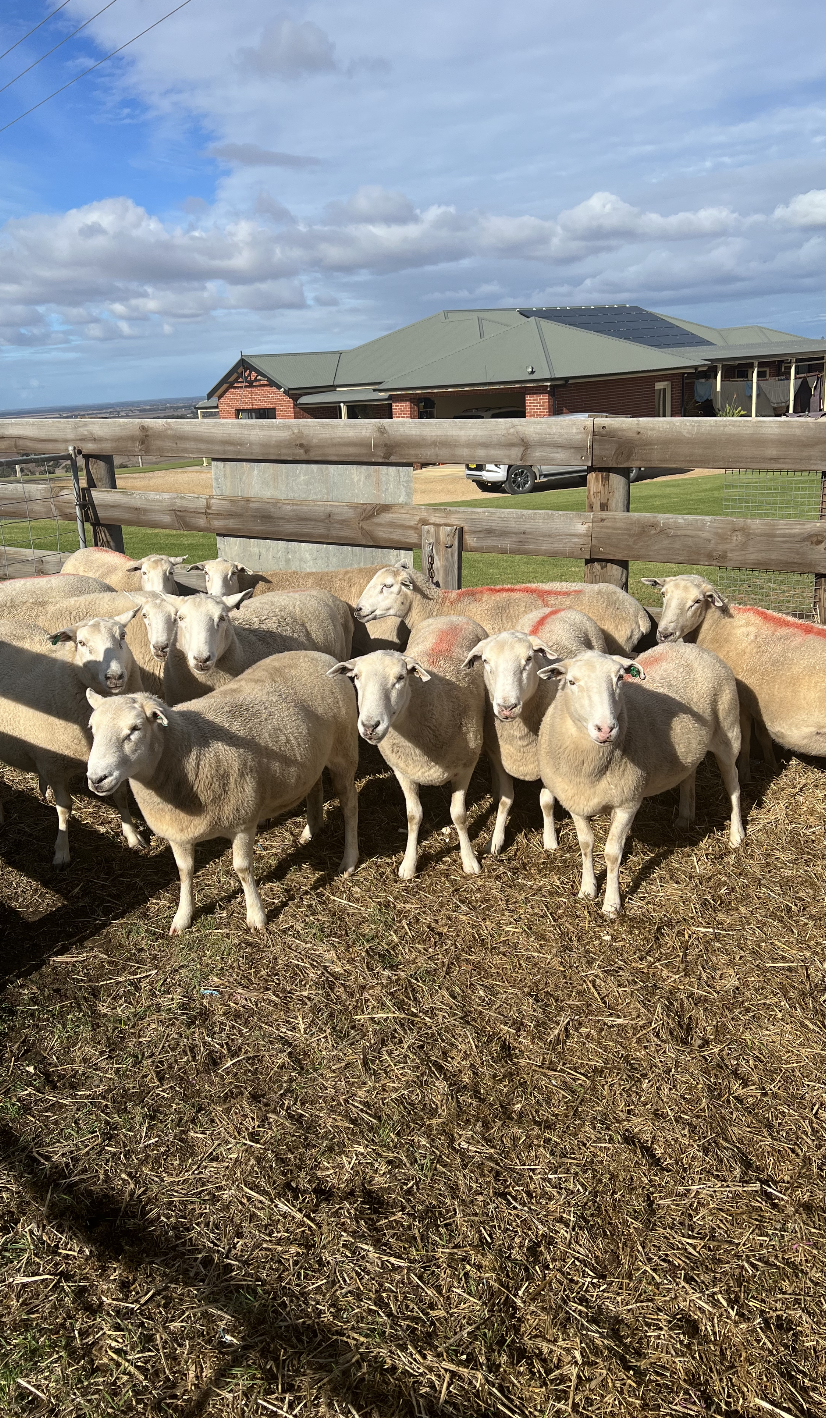 11 Black Tag Ewes