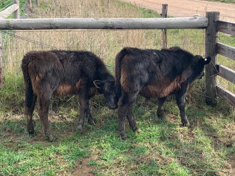 11 Station Mated Cows & Calves