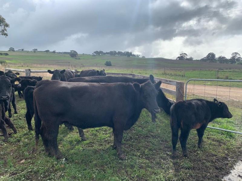 52 Station Mated Cows & Calves