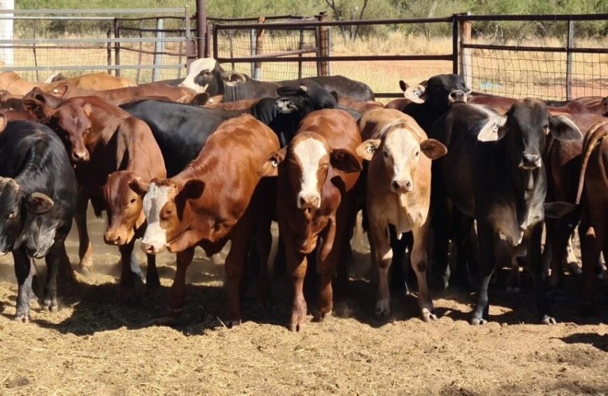 40 Weaned Mixed Sexes