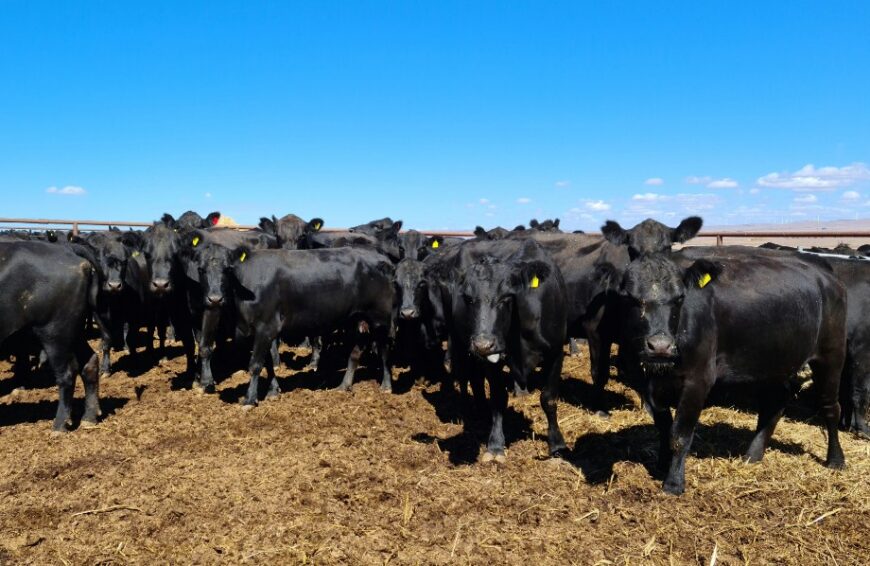62 PTIC Cows