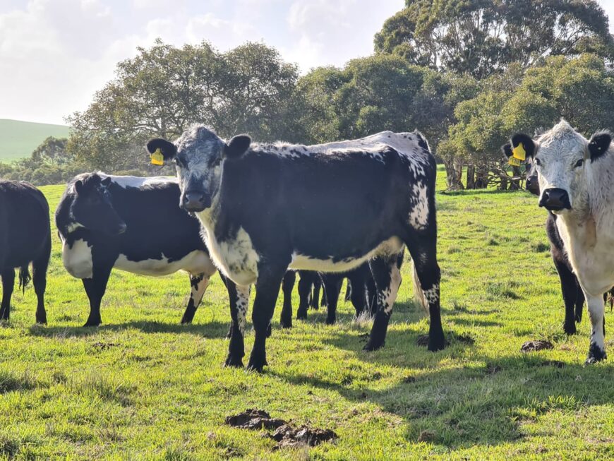 8 Speckle Park Cross cow with Angus calves at foot