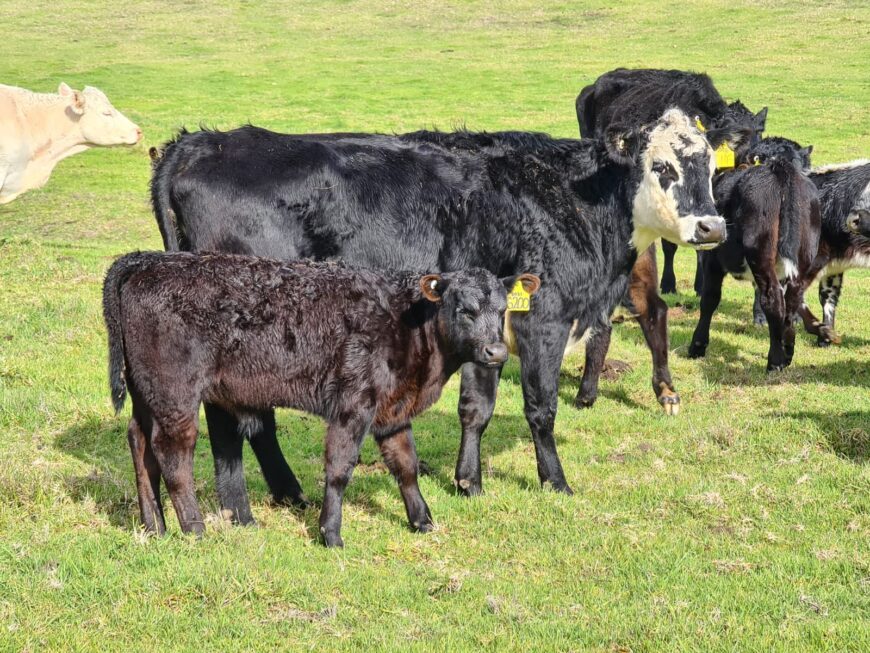 4 Beefx cows Char, Angus, MG with Angs calves at foot