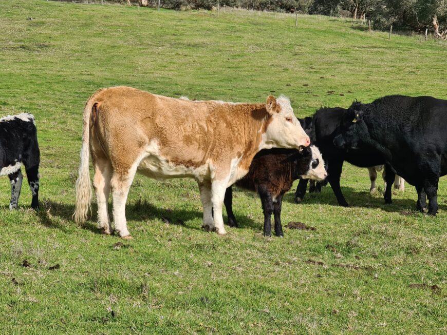 3 beefx hfrs hfd/frs, angs/frs with angs calves at foot