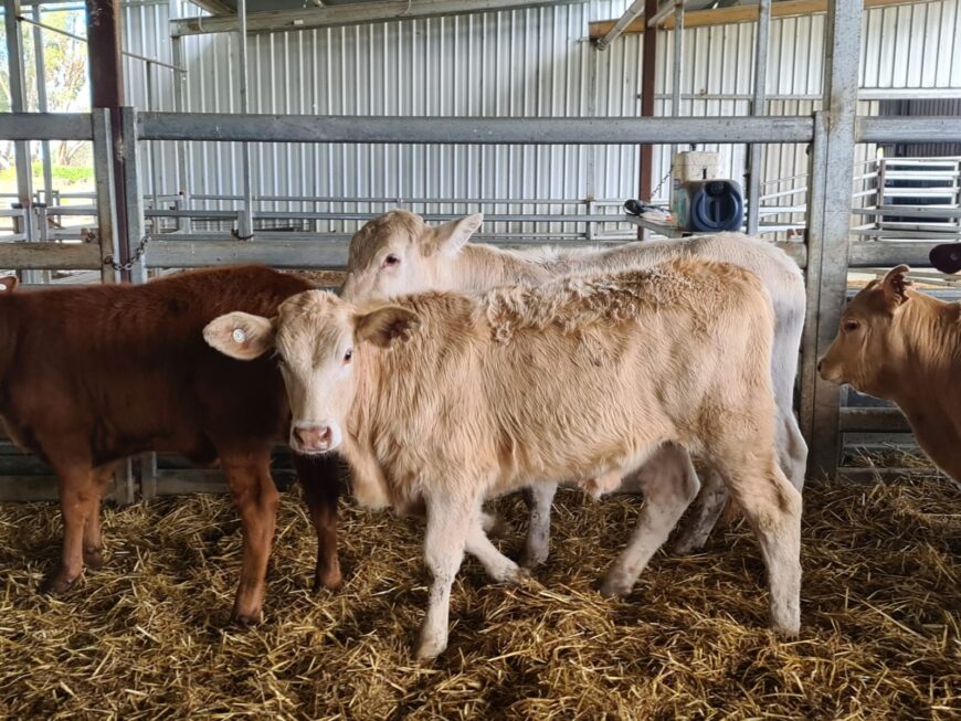 150 Charolais X Calves