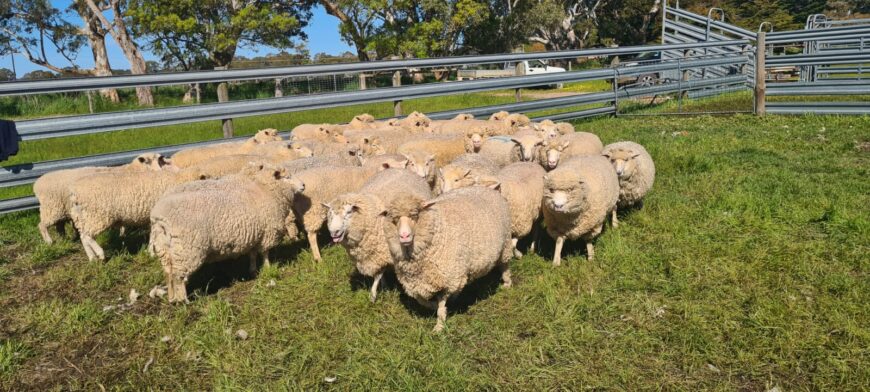 30 XB Ewes