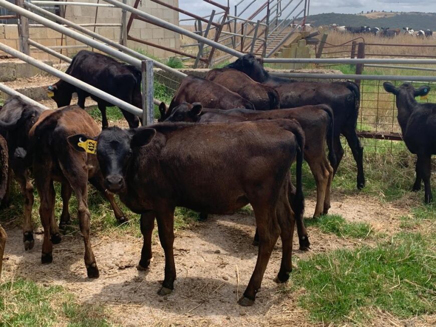 Angus/Frs× calves 12-16 weeks