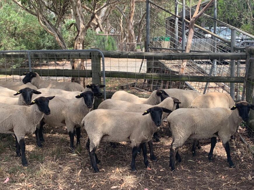 17 Suffolk Ewe Lambs