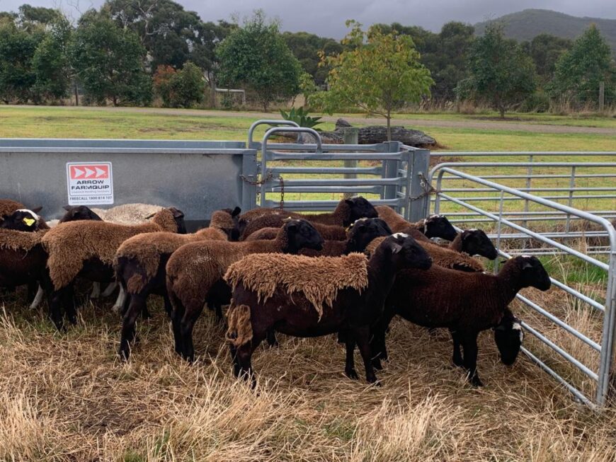 Dorper/Wiltipoll Ewe Lambs