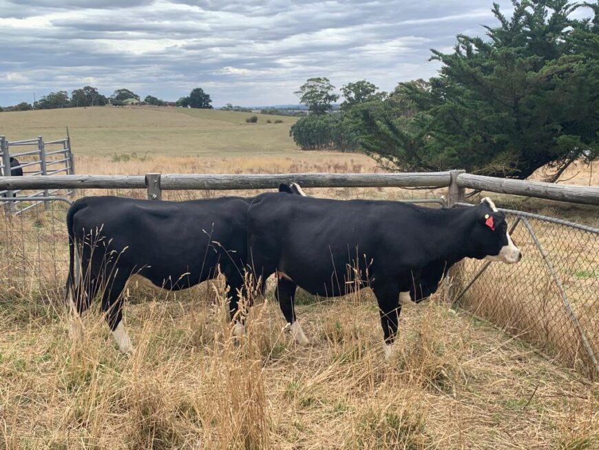 Hereford/Friesian X Heifer
