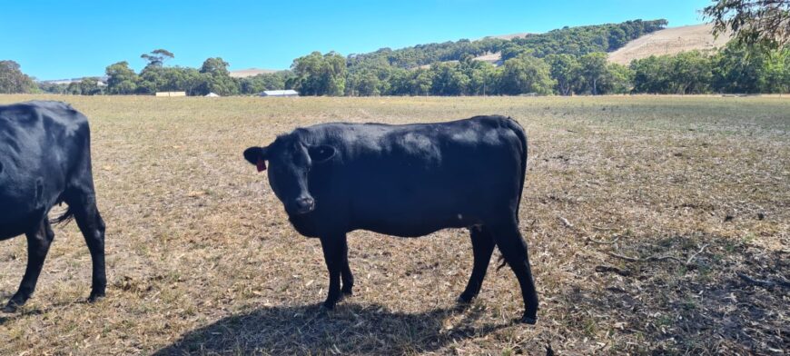 2 Angus / Friesian x  Heifers PTIC Angus Bull