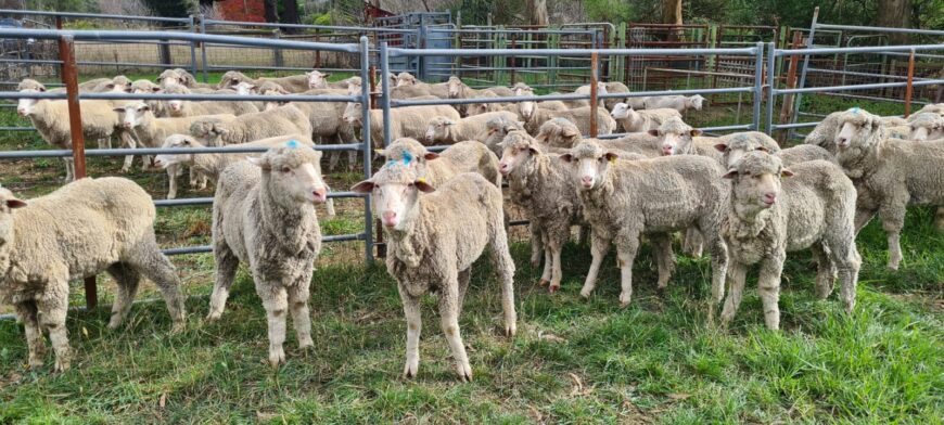 26 Merino Wethers