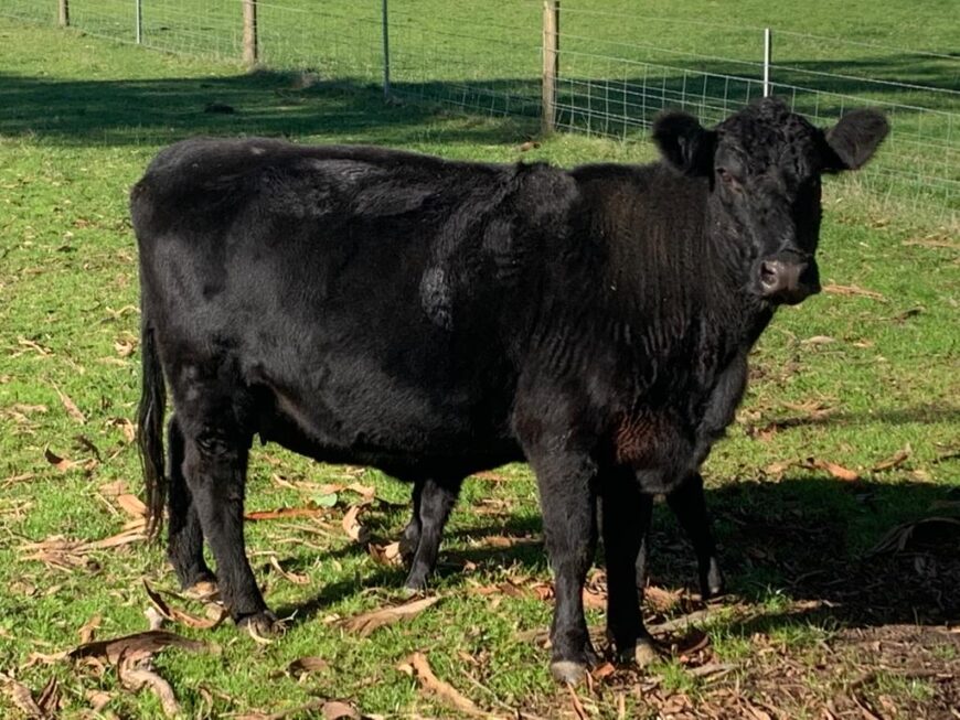 10 Angus Cows