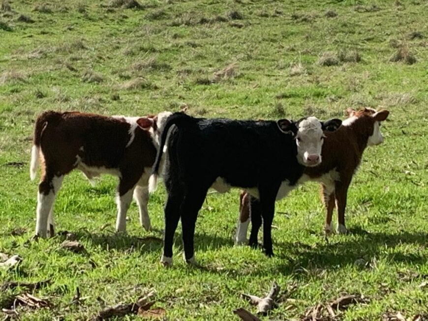 20 First Calving Hereford Angus X Heifers