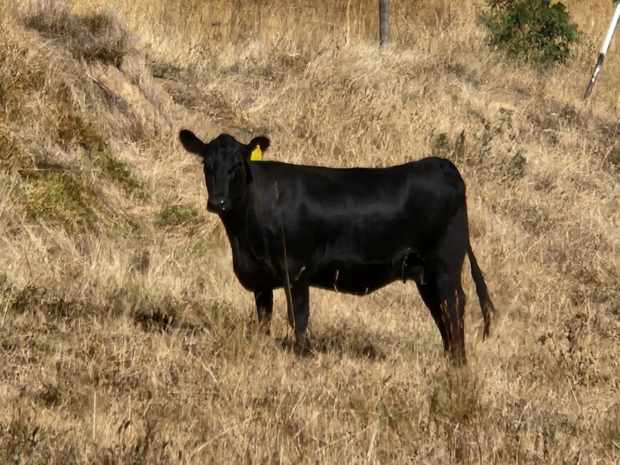 8 Springing Angus Heifers