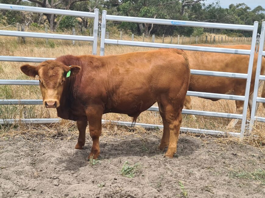 Limousin Bulls For Sale